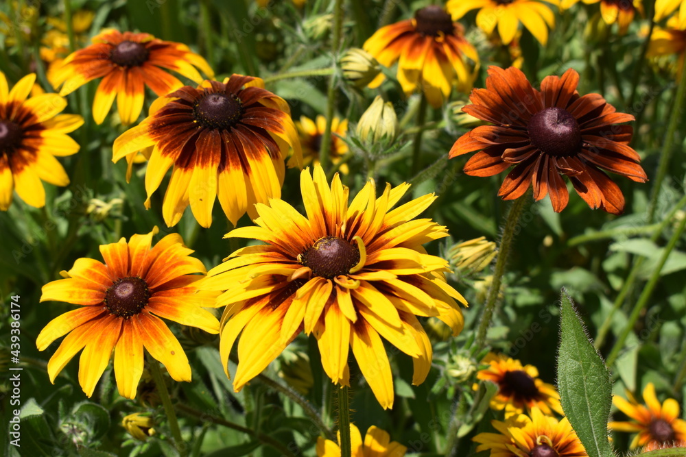 Fototapeta premium Gloriosa Daisy Field