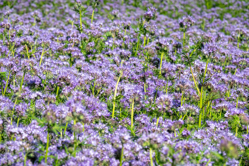 Purple Flowers of the lacy phacelia, Phacelia tanacetifolia Purple Flowers of the lacy phacelia, Phacelia tanacetifolia