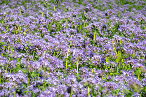 Purple Flowers of the lacy phacelia, Phacelia tanacetifolia