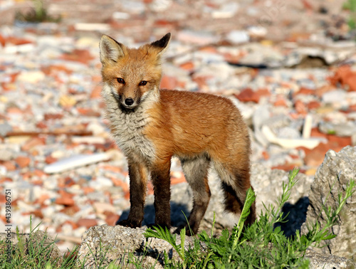 Red Fox Kit exploring the area around the den, near Lake Ontario, Toronto