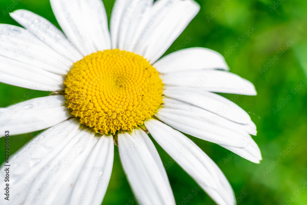 chamomile large on the background of green grass chamomile large on the background of green grass