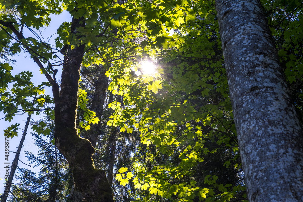 Fototapeta premium Im Wald