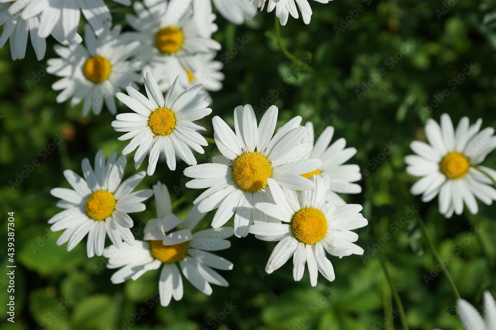 Fototapeta premium A field of bright scented chamomile in summer