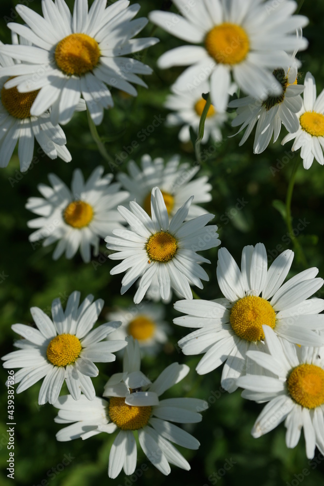 A field of bright scented chamomile in summer A field of bright scented chamomile in summer