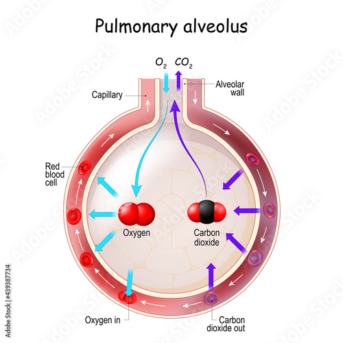 Alveolus Gas Exchange