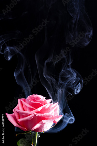 Image of a pink rose in a cloud of smoke on a black background. selected focus