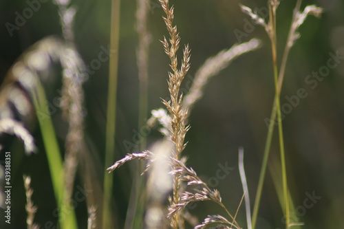 grass in the wind