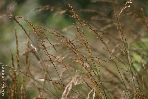 grass in the wind