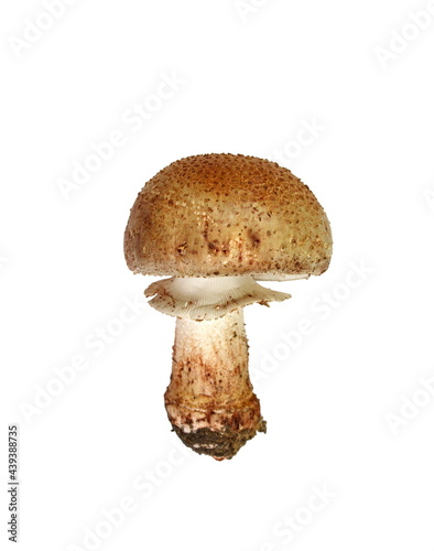 Mushroom call blusher (amanita rubescens) isolated on a white background