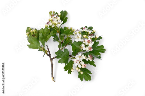 Hawthorn (Crataegus monogyna) flowers and leaves isolated on white background. medicine for the heart