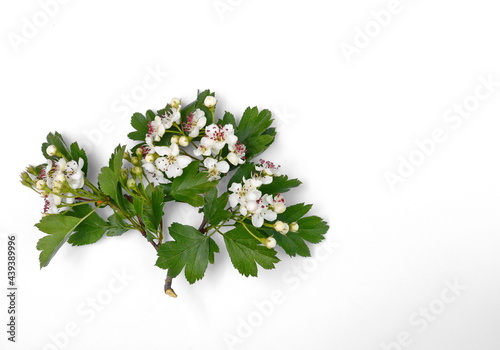 Hawthorn (Crataegus monogyna) flowers and leaves isolated on white background. medicine for the heart photo