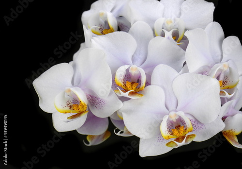 White orchid isolated on black background.