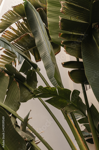 Coconut palm tree leaves. Beautiful summer exotic tropical nature background. Summer travel, vacation concept.