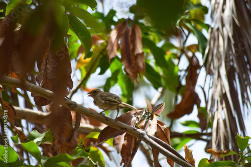 bird on a tree sparrow nature outdoor photography animal © shakeelbaloch