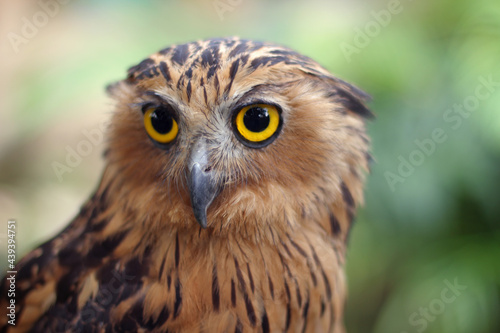 Buffy fish owl also known as the Malay fish owl © Mufti Adi