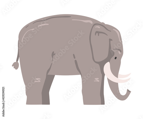 Cute Elephant African Animal  Wild Herbivore Jungle Animal Cartoon Vector Illustration