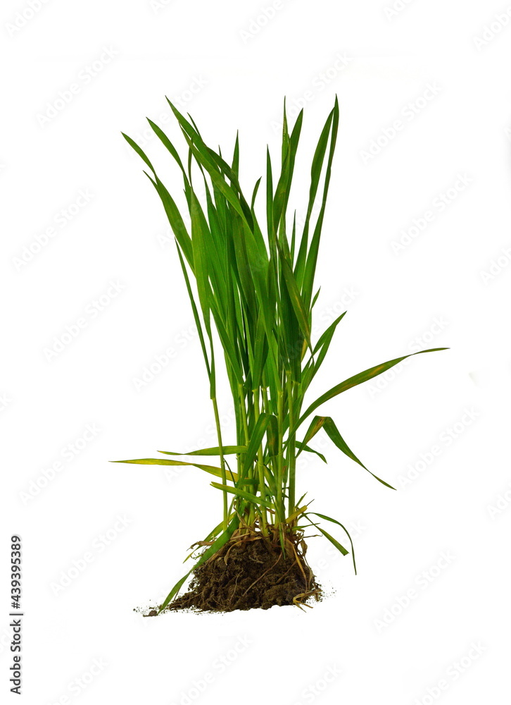 Freshly harvested young green barley on white. Organic food concept. Bunch of green grass isolated on white background Freshly harvested young green barley on white. Organic food concept. Bunch of green grass isolated on white background