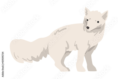 Polar Fox Arctic Animal  Wild North Mammal Cartoon Vector Illustration