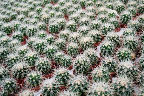 Close up lots of small round cacti with sharp yellow needles in flower pots. Flower Shop Sale. Cactus background