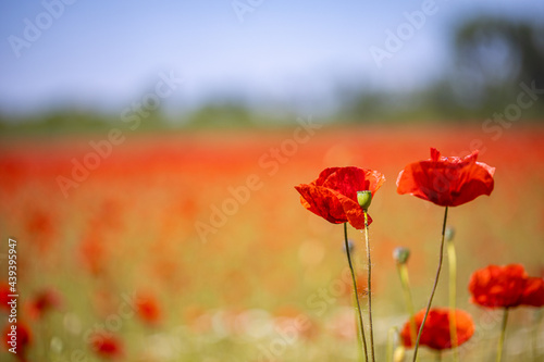 Landscape with nice sunset over poppy field panorama. Spring summer nature view, blurred dreamlike scenery. Panoramic summer view of blooming wild flowers in meadow. Wide angle view, idyllic garden