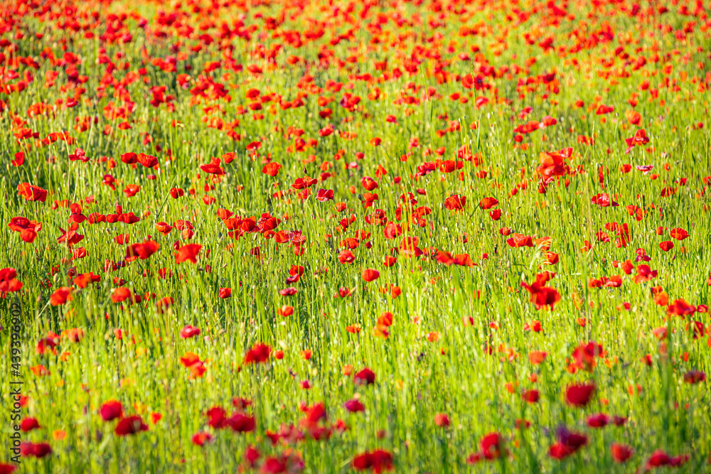 Summer nature flower field. Relax red poppy flowers on green grass meadow. Bright floral field landscape under soft sunlight, vivid colors. Stunning nature scenery