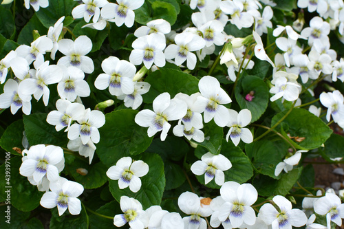 White violets bloom on the flower bed
