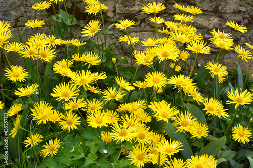 Yellow doronicum chamomile blooms in the flowerbed photo