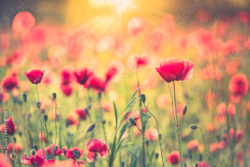 Stunning red poppies in summer flower field sunny scenery closeup. Sun rays beams blurred bokeh forest trees. Nature flower landscape, blooming floral view. Beautiful garden meadow horizon bright calm