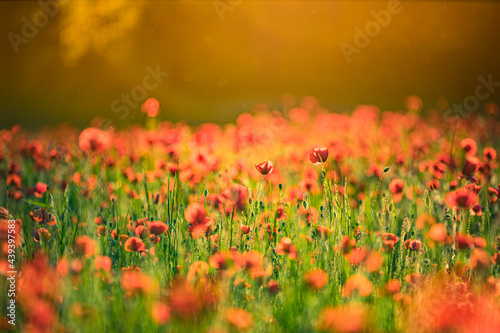 Stunning red poppies in summer flower field sunny scenery closeup. Sun rays beams blurred bokeh forest trees. Nature flower landscape, blooming floral view. Beautiful garden meadow horizon bright calm © icemanphotos