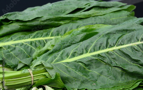 Chard. Mangold Beta vulgaris. Biennial herb  a subspecies of common beet. Fortified green lettuce leaves. Vegetarian or healthy food. Washed chard. Fresh harvested swiss chard from an organic farm