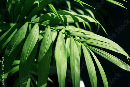 Leaves of a green plant in the light of the sun on a dark background.