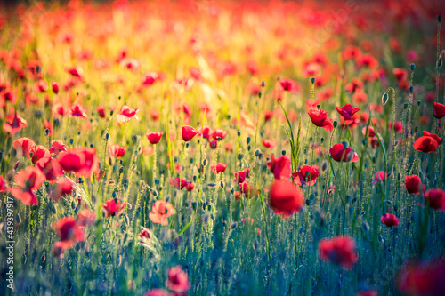 Stunning red poppies in summer flower field sunny scenery closeup. Sun rays beams blurred bokeh forest trees. Nature flower landscape, blooming floral view. Beautiful garden meadow horizon bright calm © icemanphotos