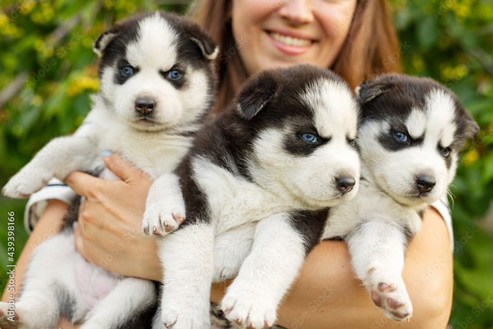 Woman holding three wonderful purebred husky puppies in her hands. Close up portrait of three small husky puppies