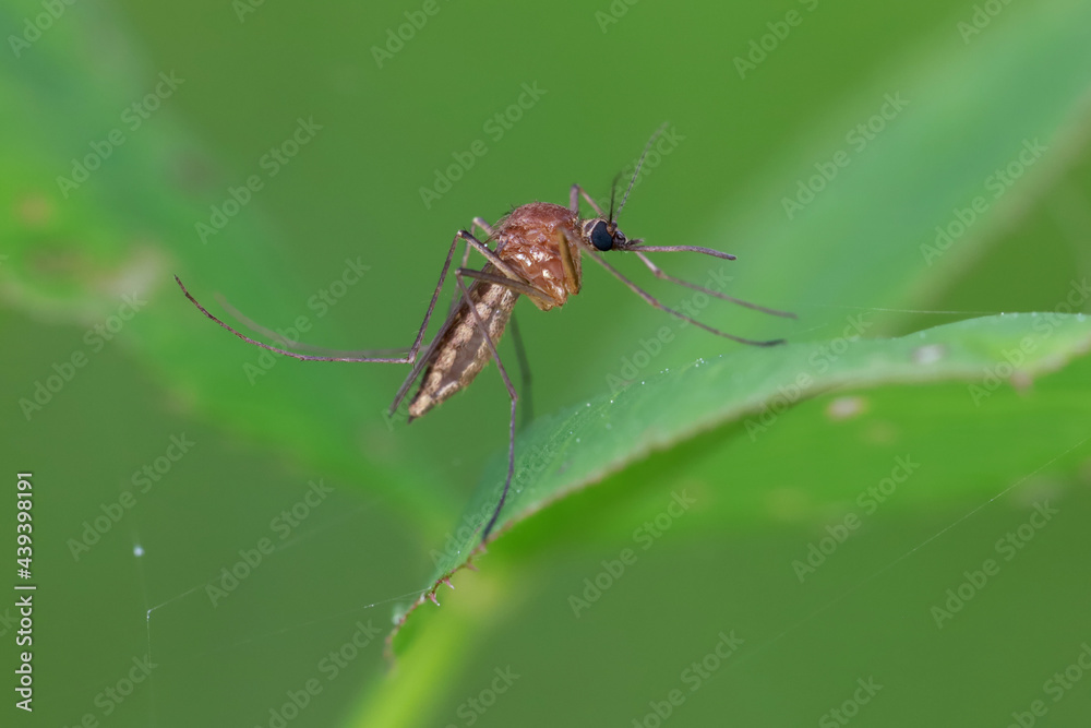 Mosquito (female) resting on the grass. Male and female mosquitoes feed on nectar and plant juices, but many species of mosquitoes can suck the blood of animals. Mosquito (female) resting on the grass. Male and female mosquitoes feed on nectar and plant juices, but many species of mosquitoes can suck the blood of animals.