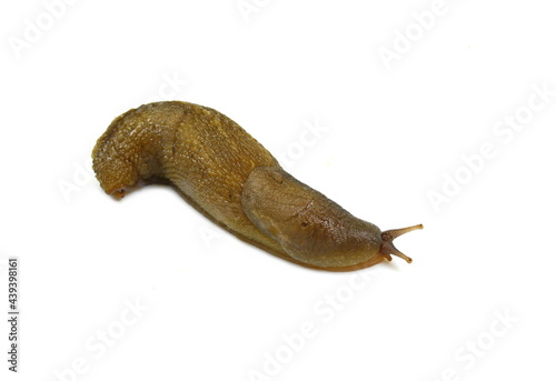 Slug isolated on white background. Slug - the slowest animal. It creeps on a white background.