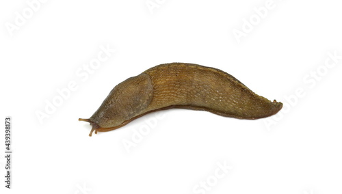 Slug isolated on white background. Slug - the slowest animal. It creeps on a white background.