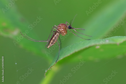 Mosquito (female) resting on the grass. Male and female mosquitoes feed on nectar and plant juices, but many species of mosquitoes can suck the blood of animals. © achkin