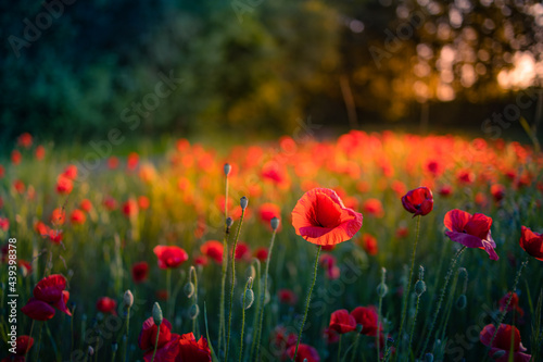 Art abstract spring summer background with fresh green meadow flowers  red poppy floral nature closeup. Relax  calmness inspirational nature landscape. Dreamlike amazing flowers soft blurred scenery