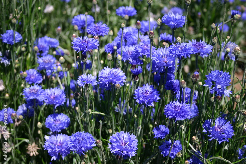 Blue Bachelor Buttons in bloom for seed Blue Bachelor Buttons in bloom for seed