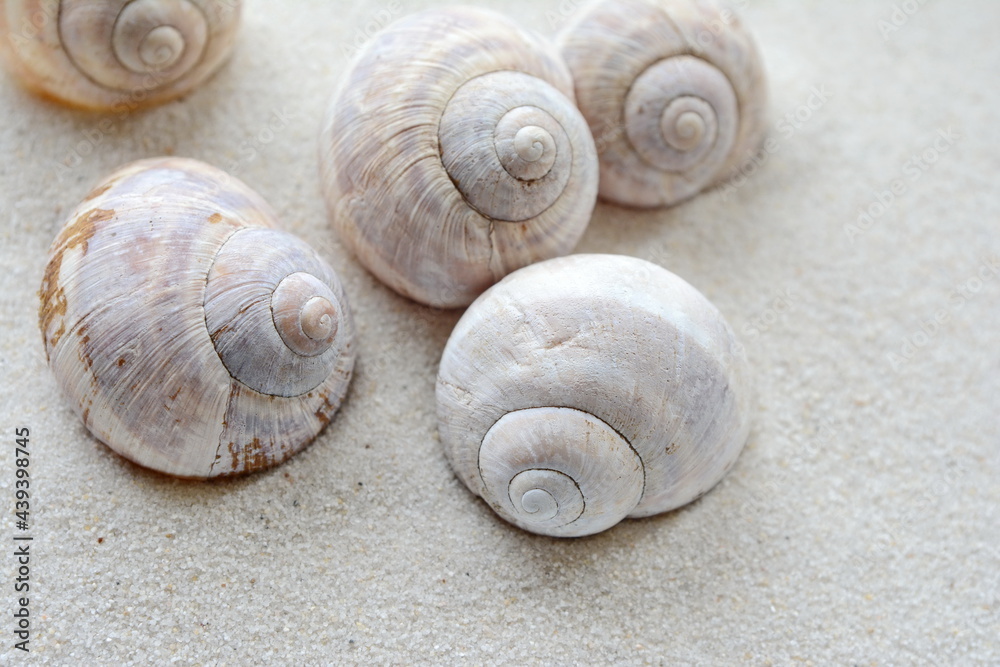A shells in the sand at the beach. Snail shell. Shells background.