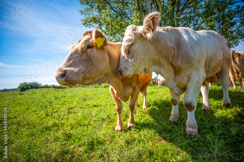 Portrait of a brown cow and a white bull on a meadow © filmbildfabrik