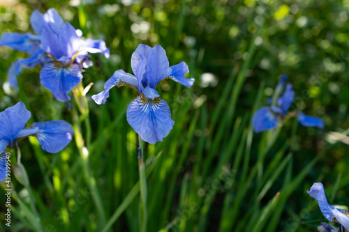 Botanical  Blue Iris Flowers on the flower bed on beautiful sunny day  summer gardening