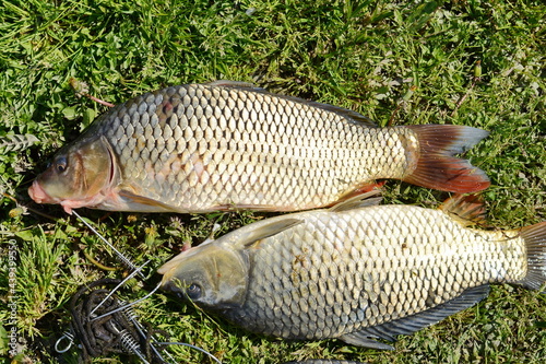 Freshwater fish just taken from the water. Several carp fish on green grass. Catching fish - common carp. 