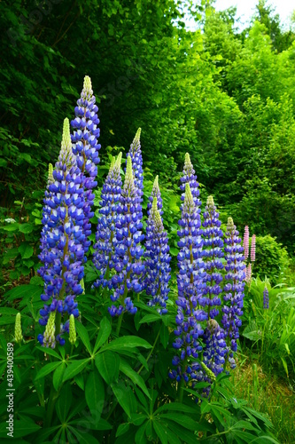 blaue Wildstauden Lupinen photo