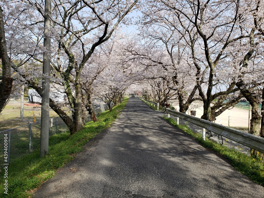 Cherry blossom road