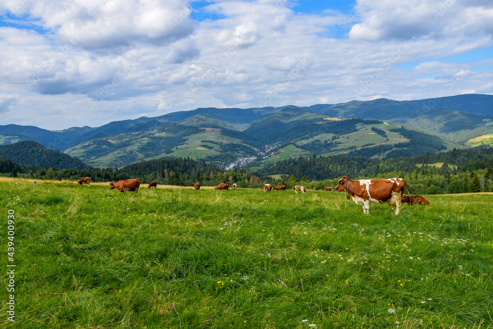 Herd of cows grazing on a meadow against mountain view in the background