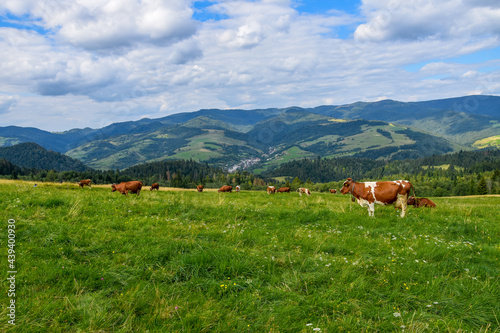 Herd of cows grazing on a meadow against mountain view in the background © LOGORYTM
