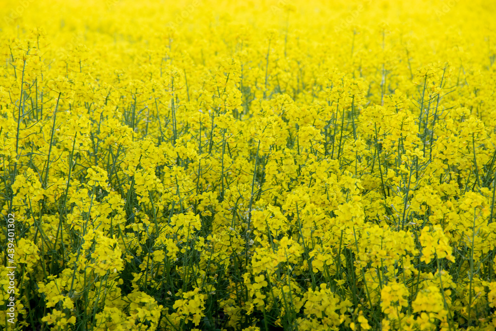 field filled with yellow rapeseed in the daylight getting close to sunset in the summer, ready for harvesting for agriculture by tractors or other vehicles field filled with yellow rapeseed in the daylight getting close to sunset in the summer, ready for harvesting for agriculture by tractors or other vehicles