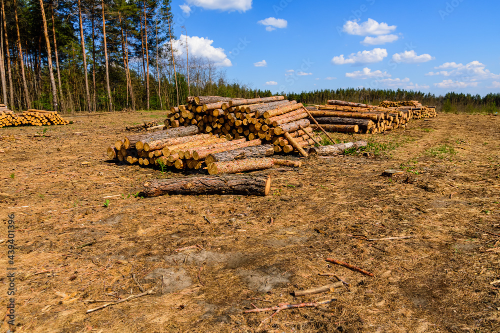 Stacked tree logs of pine wood in the forest. Forest felling. Timber storage Stacked tree logs of pine wood in the forest. Forest felling. Timber storage