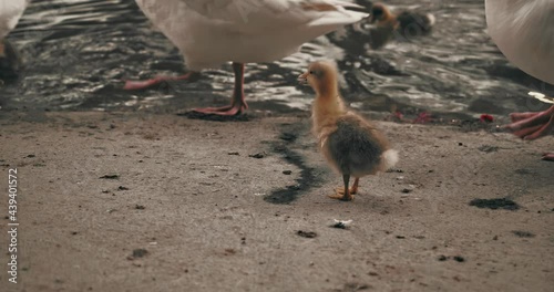 Duckling walking with his mother on the shore of a small lake  nature park. Nature park with many wild ducks swimming and walking outdoors. Mediterranean nature and fauna. Murcia city, country Spain 